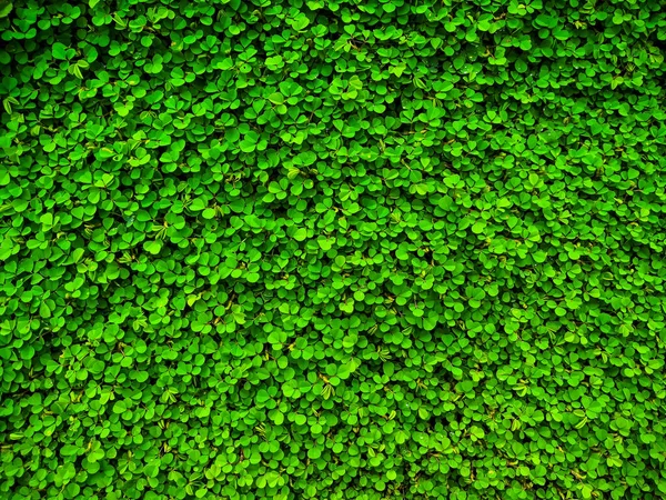 Desmodium triflorum. Çimen doğası. yeşil bitki yaprağı dokusu.