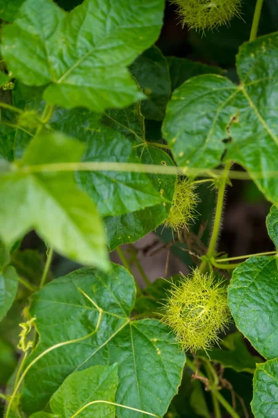 Tutku çiçeğinin tomurcuğu (Passiflora foetida L.) bahçede yetişir.