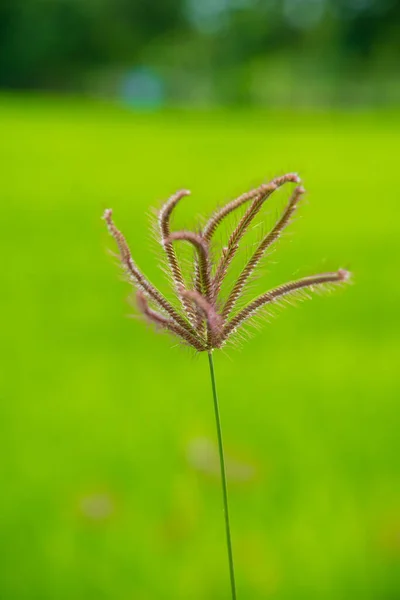 Gezwollen Vinger Gras Vinger Gras Groene Veld Achtergrond — Stockfoto