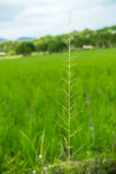 Rood Schutblad Ryegrass Vedergras Chismastreegrass — Stockfoto