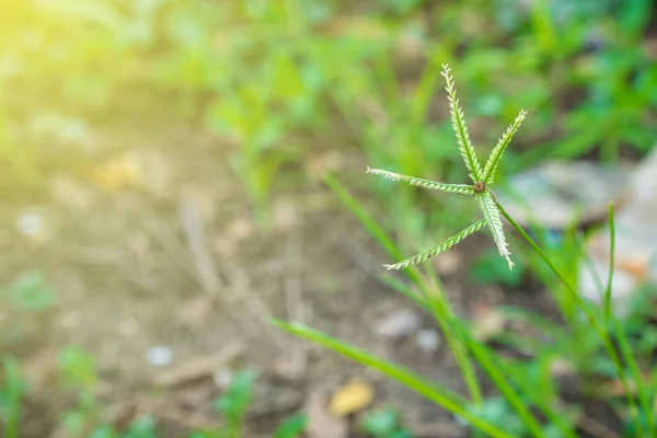 Goosegrass Erba Iarda Wiregrass Granchio Argento — Foto Stock