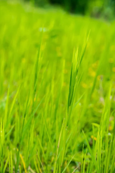 Jong Paragras Groene Weiden — Stockfoto