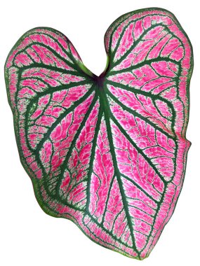 Caladium 'un yaprağı veya Melek Kanatları veya İsa' nın Kalbi veya beyaz arka planda fil kulağı