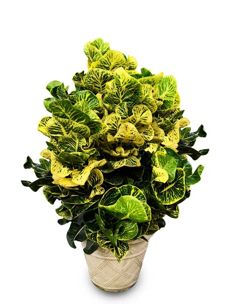 Beyaz arkaplanda Croton