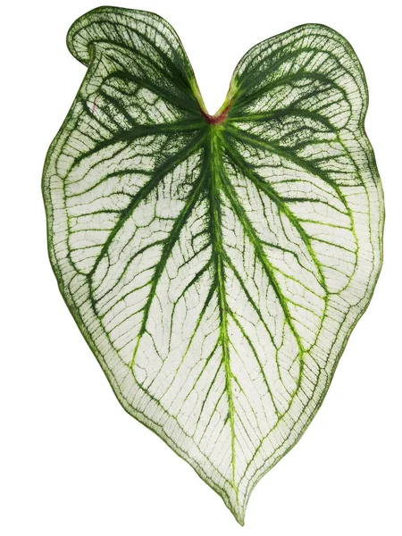 Caladium 'un yaprağı veya Melek Kanatları veya İsa' nın Kalbi veya beyaz arka planda fil kulağı