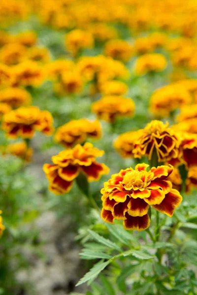 Close Marigold Саду — стоковое фото