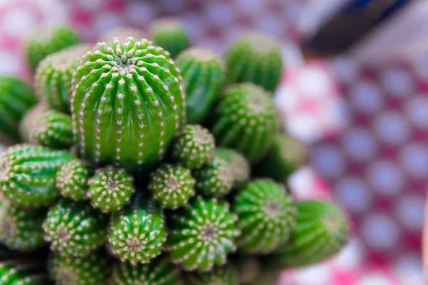 Group Cactus Pot — Stock Photo, Image