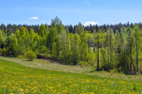 Tallskog Och Elektriska Ledningar Sosnovo Stadsdelen Priozersky Leningradregionen Närheten Ligger — Stockfoto