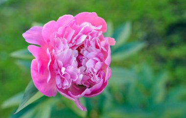Yeşil yapraklı pembe şakayık, doğa, güzel çiçek..
