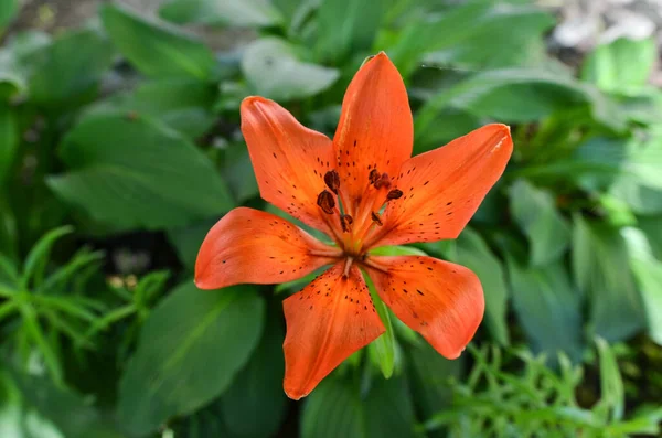 Lírio Laranja Com Folhas Verdes Natureza Bela Flor — Fotografia de Stock