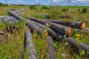 Odun ve kenevir yeşil bir çiçek tarlasında, beyaz kenevir ve mavi gökyüzü