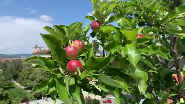 特写美丽的红色 几乎成熟的苹果在两根树枝上 在强风中弯腰 这棵树生长在奥地利维也纳的一个屋顶平台上 — 图库视频影像