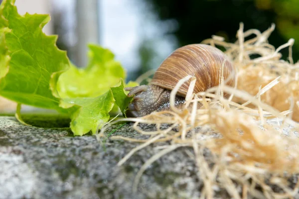 Macro Close Burgundy Snail Pulling Lettuce Leaf Her Radula Her — Stock Photo, Image