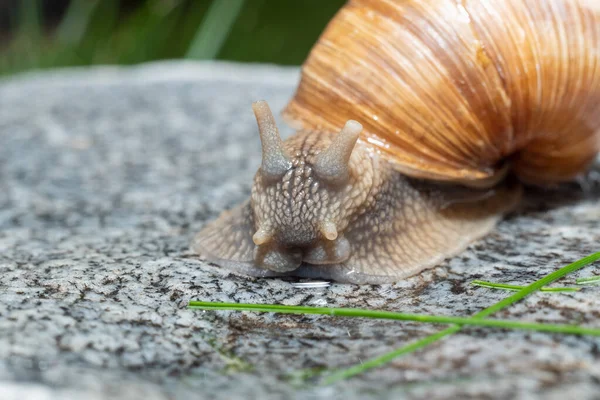 Macro Close Roman Snail Its Antennae Half Way Extended — Stock Photo, Image