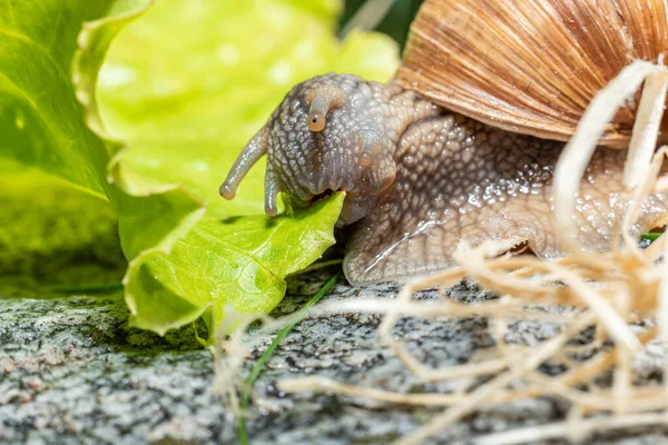 Macro Close Burgundy Snail Eating Lettuce Leaf Biting Piece Leaf — Stock Photo, Image