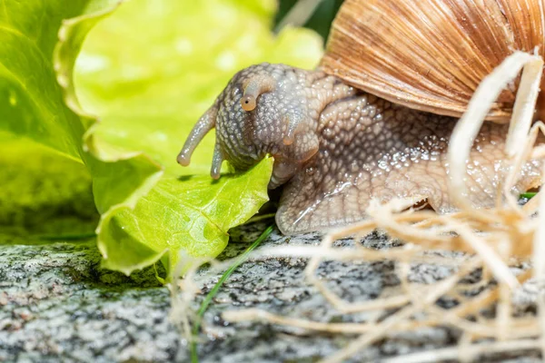 Macro Close Burgundy Snail Eating Lettuce Leaf — Stock Photo, Image