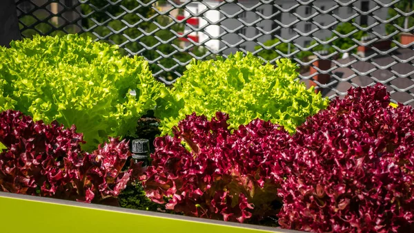 Giardinaggio Urbano Lollo Bionda Lollo Rosso Eleganti Fioriere Una Terrazza Immagine Stock