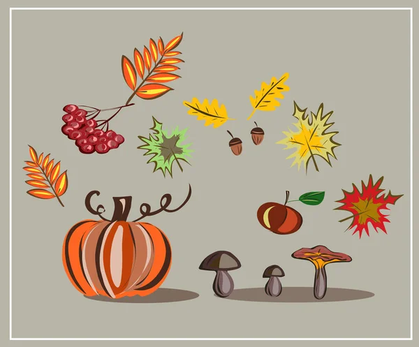 蘑菇Mushrooms 枫树Oak 罗文苹果 十一月 一套秋季矢量隔离图像 — 图库矢量图片