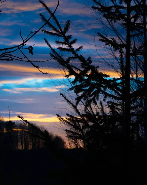 Δέντρα Στον Ουρανό Του Ηλιοβασιλέματος — Φωτογραφία Αρχείου
