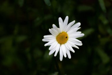 Bahçesinde böcek olan papatya çayı.