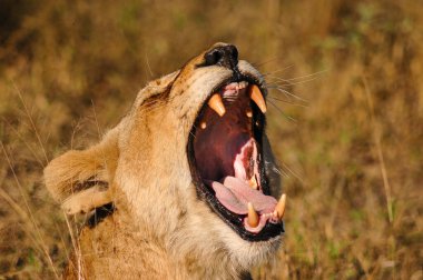 Güneş doğduktan hemen sonra Güney Afrika çalılığında esneyen dişi aslan, Londolozi Özel Oyun Rezervi, Kruger Ulusal Parkı