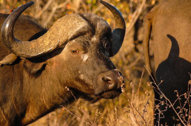 Güney Afrika 'da Satara kamp alanı yakınında, Kruger Ulusal Parkı, Güney Afrika' da bir Afrika Bizonu 'nun (diğer adıyla Cape Buffalo) (Syncerus caffer) yakın çekimi.