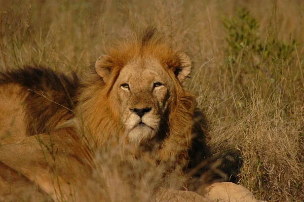 Detailní Záběr Lva Probouzejícího Krátce Východu Slunce Londolozi Private Game — Stock fotografie