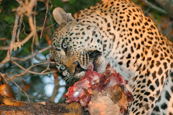 在南非克鲁格国家公园的Londolozi私人野生动物保护区 与猎豹在树枝上吃树袋熊的亲密遭遇令人惊奇 — 图库照片
