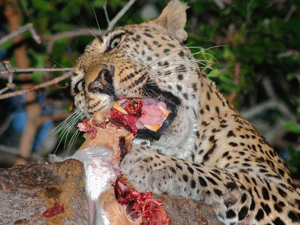 Úžasný Zážitek Blízké Setkání Leopardem Jíst Impala Větvi Stromu Londolozi — Stock fotografie