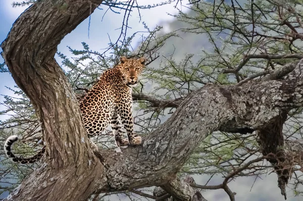 Leopard Afrykański Gałęzi Drzewa Central Serengeti National Park Tanzania — Zdjęcie stockowe