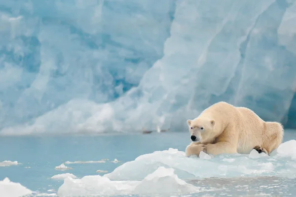 在挪威斯瓦尔巴岛一个遥远的峡湾里 一只特别好奇而友善的北极熊坐在冰山上 在镜头前摆着姿势 — 图库照片