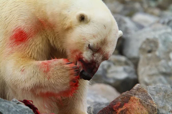 Niezwykły Widok Bliskie Spotkanie Krwawy Niedźwiedź Polarny Liżący Łapę Zjedzeniu — Zdjęcie stockowe