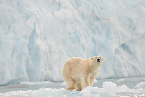 A particularly curious and friendly polar bear appears to pose for the camera while sitting on an iceberg in a remote fjord on the island of Spitsbergen, Svalbard, Norway