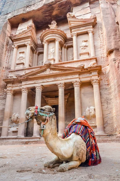 Camelo Descansa Frente Mundialmente Famoso Treasury Building Esculpido Montanha Petra — Fotografia de Stock