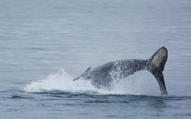 Kambur Balina Kuyruğu, Fjord Ulusal Parkı, Fjord Cruise, Seward, Kenai Yarımadası, Alaska, ABD