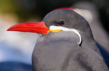 Koyu gri gövdesi, kafasının her iki tarafında büyük beyaz bıyığı, kırmızı-turuncu gagası ve ayakları olan bir İnka deniz fenerinin yakın çekimi.