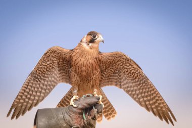 Gökdoğan şahinlerinden biri, Bıldırcın ve diğer çöl kuşlarını avlamak için Dubai Çölü Koruma Alanındaki Bedevi Bölgesi, Birleşik Arap Emirlikleri