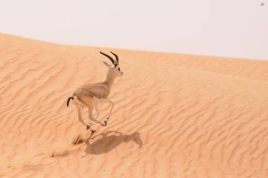 Kum ceylanı (Gazella subgutturosa marica - Al gazal al rheem) Dubai Çöl Koruma Alanı, Dubai, Birleşik Arap Emirlikleri