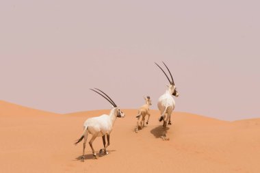 Dubai Çölü Koruma Alanının kum tepelerindeki Afrika antilopları ailesi, Birleşik Arap Emirlikleri
