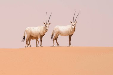 Bir Oryx ailesi (yetişkin çift + 2 buzağı) Dubai Çölü Koruma Alanı 'nın kum tepelerinde dolaşır ve koşar - Bu doğa rezervi Suudi Arabistan ve Umman' a kadar uzanır ama şimdilik Dubai Emirliği sınırları içinde 225 Km2 alan ve