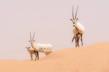 Dubai Çölü Koruma Alanının kum tepelerindeki Afrika antilopları ailesi, Birleşik Arap Emirlikleri