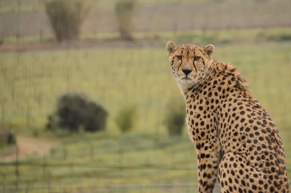Penutup Cheetah Tengah Hujan Afrika Selatan — Stok Foto