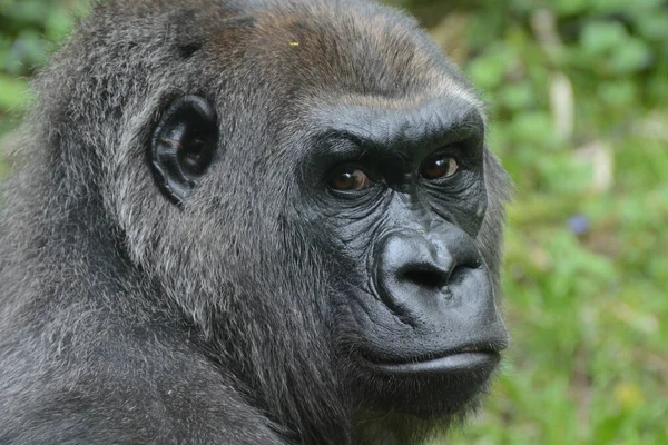 Westliche Flachlandgorilla Porträtserie — Stockfoto