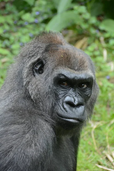 Nyugat Alföldi Gorilla Portré Sorozat — Stock Fotó