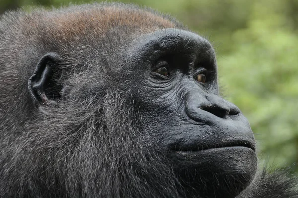 Nyugat Alföldi Gorilla Portré Sorozat — Stock Fotó