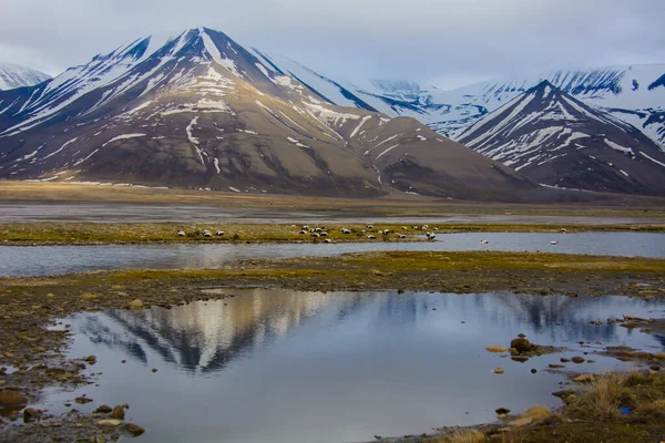 Потрясающие Пейзажи Удивительная Дикая Природа Вдоль Побережья Исфьорда Ледяного Фьорда — стоковое фото
