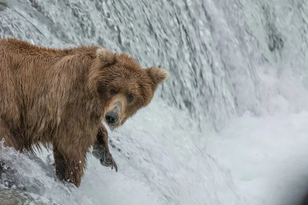 Matka Niedźwiedź Łapie Łososia Szczycie Wodospadu Mając Oko Swoje Młode — Zdjęcie stockowe