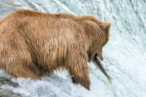 Madre Oso Captura Salmón Parte Superior Las Cataratas Manteniendo Ojo — Foto de Stock