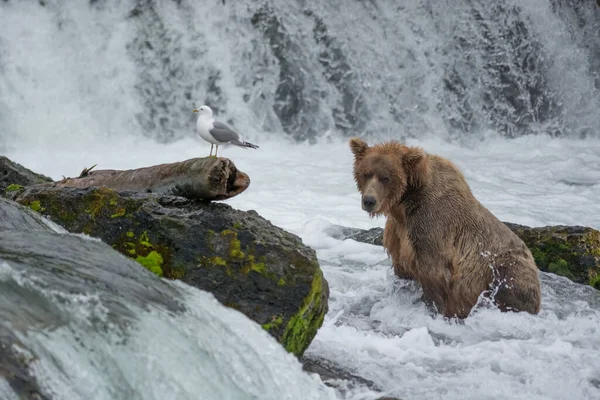 Niedźwiedź Grizzly Ustawia Się Łapie Łososie Płytkich Wodach Podstawy Wodospadu — Zdjęcie stockowe