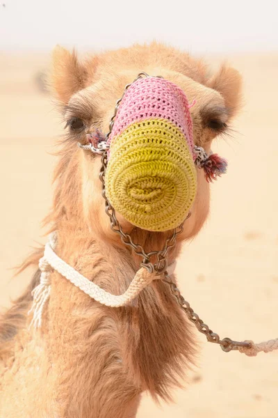 Camel Com Cobertura Boca Assentamento Beduíno Dubai Desert Conservation Reserve — Fotografia de Stock